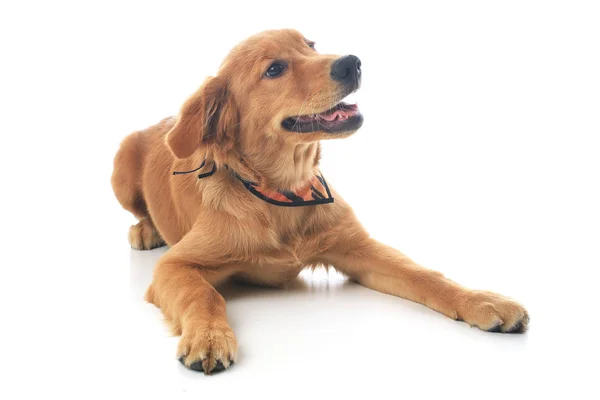 Altın Alma köpeği