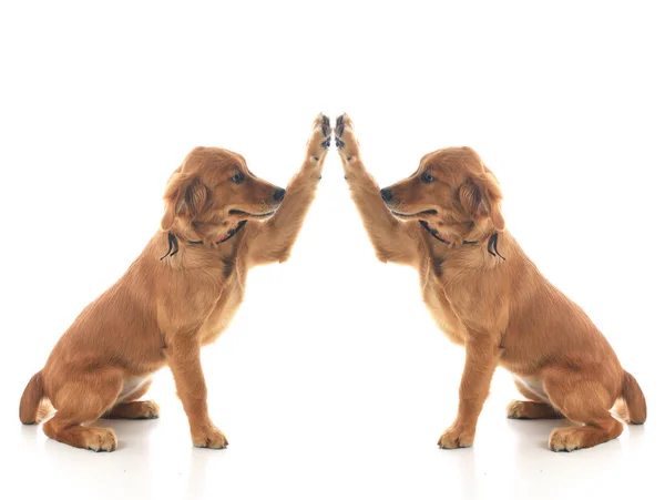 Altın Alma köpeği