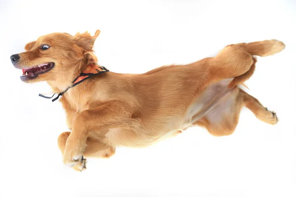 Golden Retriever - Hund lizenzfreie Stockbilder