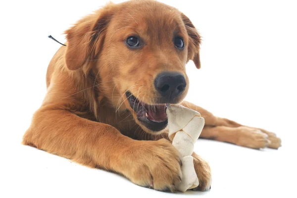 Golden Retriever Hund lizenzfreie Stockfotos