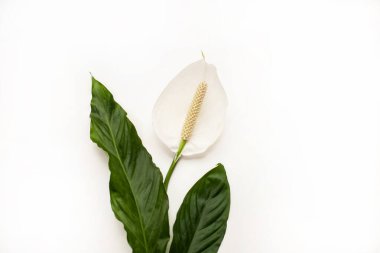 Spatthiphyllum, kadınların mutluluğu ya da barış çiçekleri ve yapraklar, beyaz arka planda yeşil yapraklı beyaz çiçek