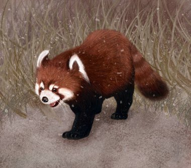 Red panda doğada.