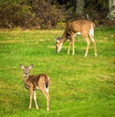 Doe ve açık kahverengi