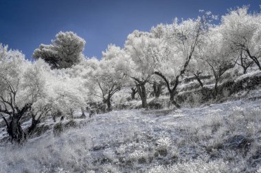 Kızılötesi zeytin ağaçları