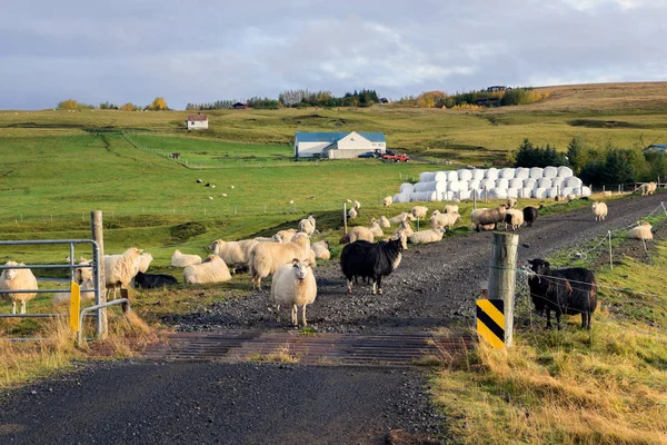 Icelandic Sheep in Infrared
