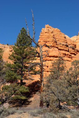 Bryce Canyon, Ut.