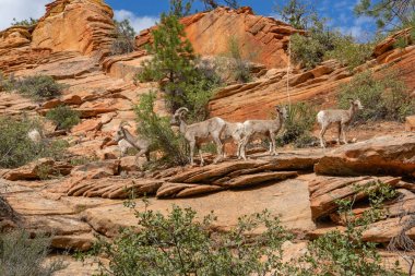 dağ keçilericabras de montaña