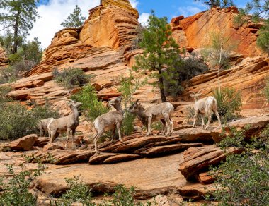dağ keçilericabras de montaña