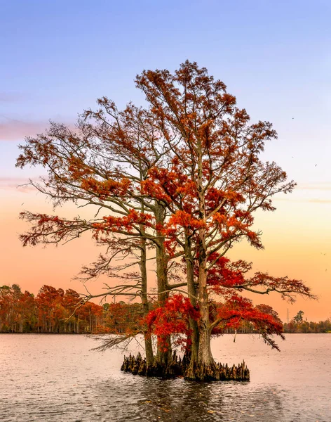 Kale cipres in de herfst — Stockfoto