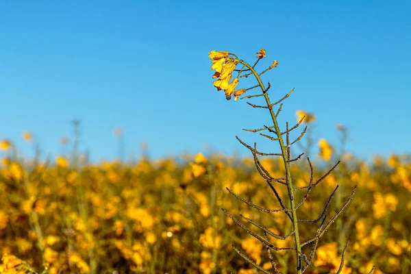İlkbaharda kolza çiçekleri