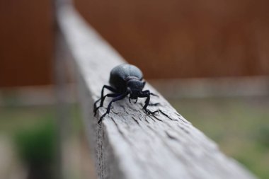 Büyük siyah bir böcek, bacakları kaskatı kesilmiş, böcek gibi sürünüyor.