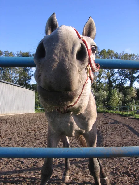 En liten ponny häst petade huvudet över ett staket i en hage på en — Stockfoto