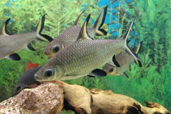 Tropikalne ryby podwodne pływać w akwarium z czystą wodą w — Zdjęcie stockowe