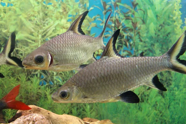 Pesci tropicali subacquei nuotare in un acquario con acqua limpida a — Foto Stock