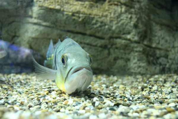 Pesci tropicali subacquei nuotare in un acquario con acqua limpida a — Foto Stock