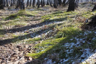 İlkbaharda ormanda nadir yeşil çimenler ağaçların arasında karlar ve buzların içinde kuru yapraklar ortaya çıktı.