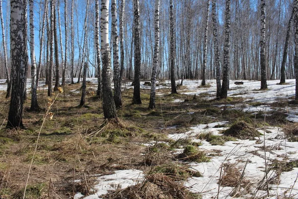Весна Березовый Лес Сибири Зеленой Травой Появился Лесу Весной Среди — стоковое фото