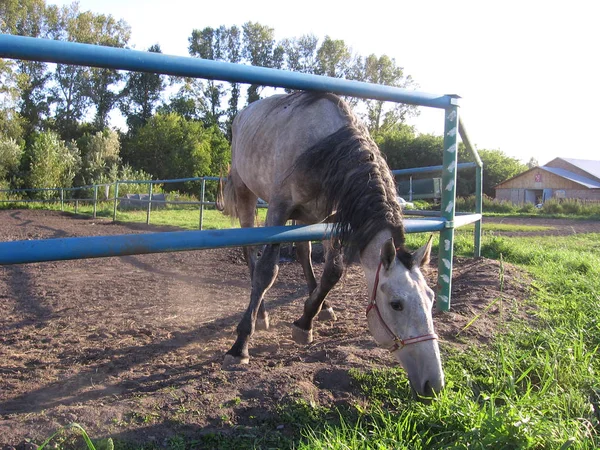 Cavalo Estende Cabeça Sobre Uma Cerca Piquete Uma Fazenda — Fotografia de Stock