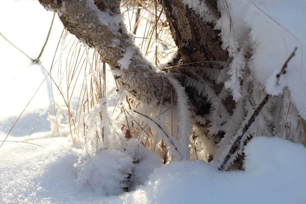 Kışın Karlı Bir Ormanda Ağaç Dallarına Soğuk Kar Yağar — Stok fotoğraf
