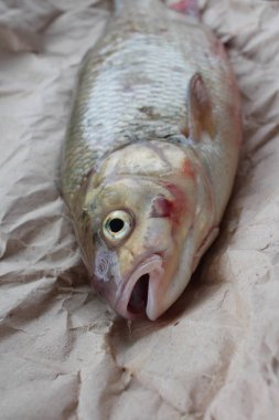 Balıkçıların yakaladığı balık pullarıyla çipura yakalıyor.