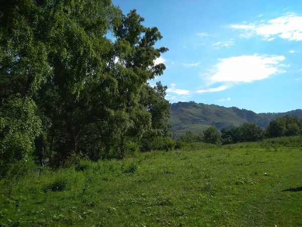 美丽的风景秀丽的江岸 在阿尔泰山脉的海滨 是俄罗斯夏天在岩石峡谷的旅游之旅 — 图库照片