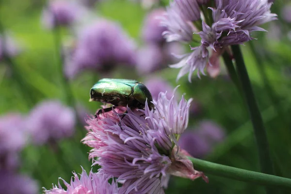 Hermoso Brillante Puede Escarabajo Sienta Una Flor Jardín Verano Insecto —  Fotos de Stock