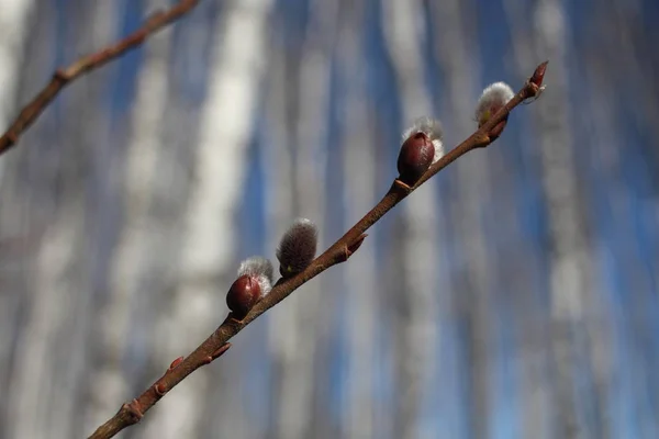 Цветение Ивы Лесном Дереве Бад Ветке Рудиментом Молодых Листьев Весной — стоковое фото