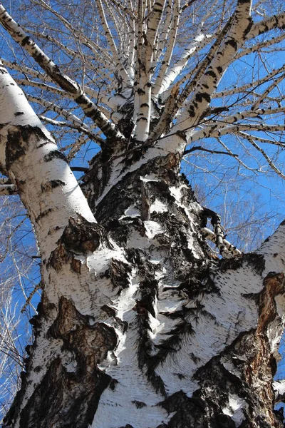 Betulla Tronco Albero Spessore Nella Foresta Con Rami Corteccia — Foto Stock