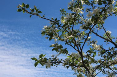 Bahar mevsiminde bahçesinde kokulu çiçekleri olan hanımeli ağacının çiçekli dalları mavi gökyüzüne karşı yeşil yaprakların arasında.