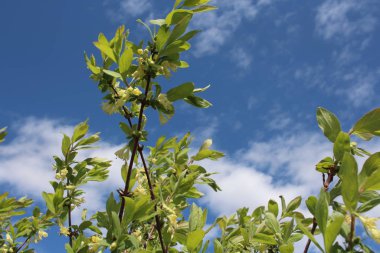 Bahar mevsiminde bahçesinde kokulu çiçekleri olan hanımeli ağacının çiçekli dalları mavi gökyüzüne karşı yeşil yaprakların arasında.