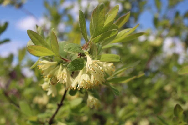 Ramas Florecientes Madreselva Con Flores Fragantes Jardín Primavera Entre Hojas —  Fotos de Stock