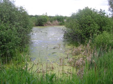 swamp overgrown with dense vegetation in a pond with grass and algae in the summer in the taiga