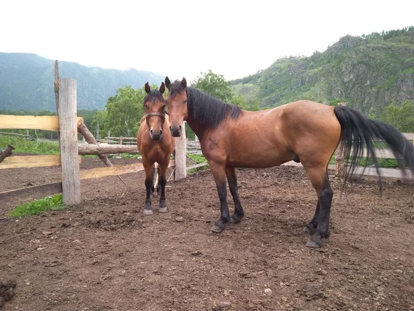 Dois Cavalos Vermelhos Andando Uma Paddock Inverno Uma Fazenda Uma — Fotografia de Stock