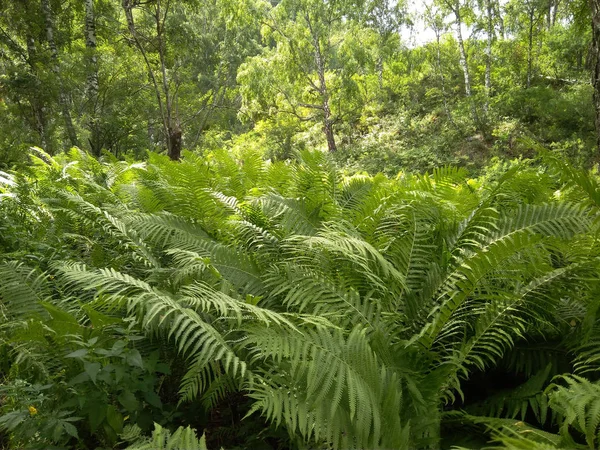 வளர வரம வசந அடர — ஸ்டாக் புகைப்படம்