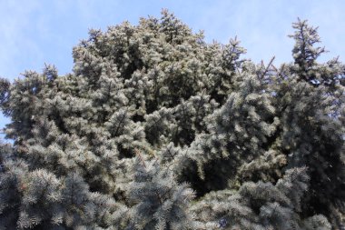 Kozalaklı ağaçların tepeleri ormanda gökyüzüne karşı çam ağaçları kışın karla kaplı.