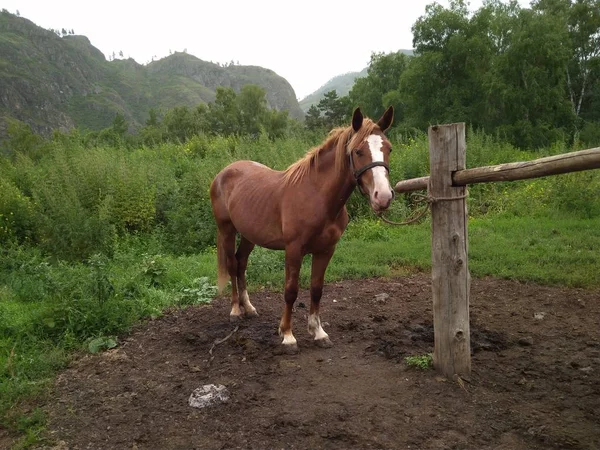 Red Horse Stands Fence Tied Clearing Grazing Mountains — 스톡 사진