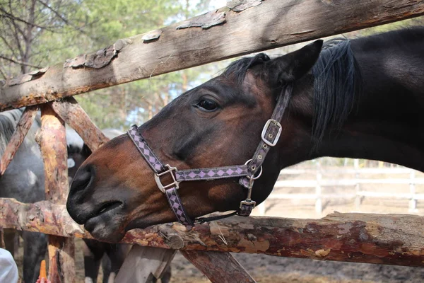 Horse Bridle Stuck Its Head Farm Fence — Stock Photo, Image