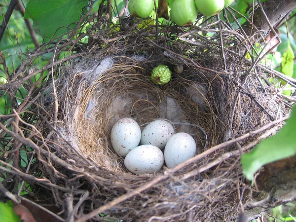 Ovos de pássaro selvagens em um ninho em uma árvore — Fotografia de Stock