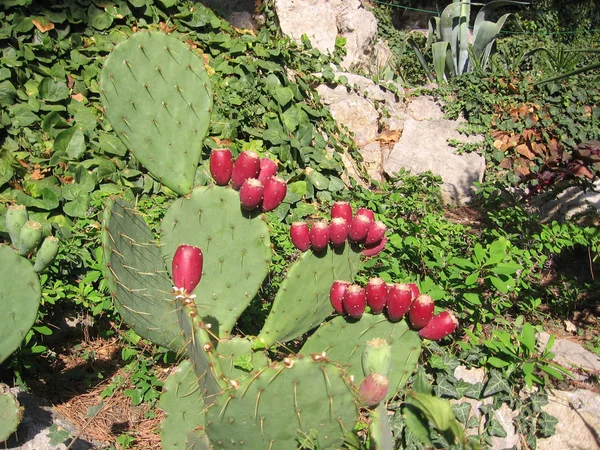Кактус растение с колючими листьями цветет красными цветами в — стоковое фото