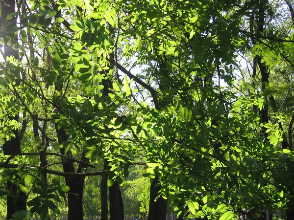 Ярко-зеленые листья на деревьях летом в парке — стоковое фото