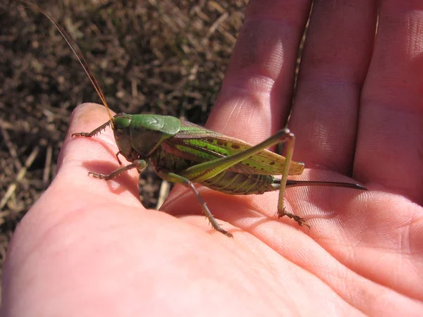 Великий зелений коник Цикада комаха на людській руці шкідник — стокове фото