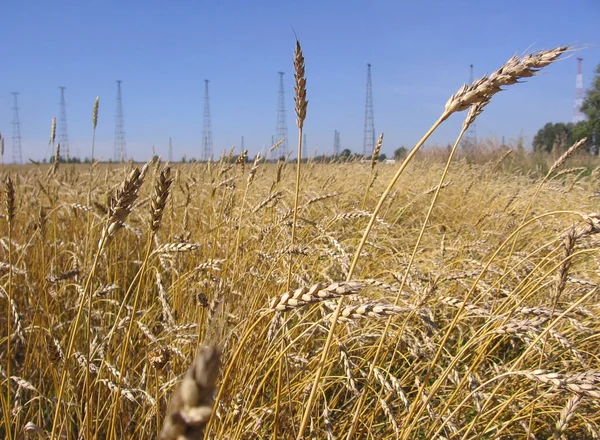 Een Groot Landelijk Veld Van Rusland Met Rijpe Tarwe Uit — Stockfoto