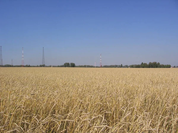 Landbouwareaal Met Rijpe Tarweoren Herfst — Stockfoto