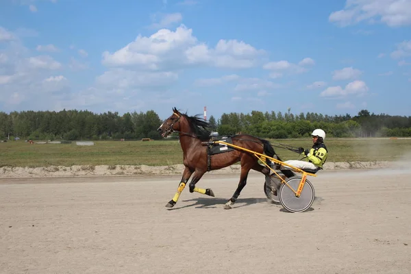 Rosja Nowosybirsk 2019 Szkolenie Konia Wyścigowego Trotter Zaprzęgniętego Wózka Torze — Zdjęcie stockowe