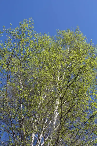 Albero Primavera Luminoso Betulla Con Foglie Verdi Fiorisce Sui Rami — Foto Stock