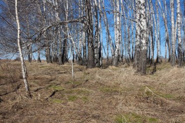 Bahar huş ağaçları ve ağaçlarla Nisan manzarası kuru otlarla dolu.