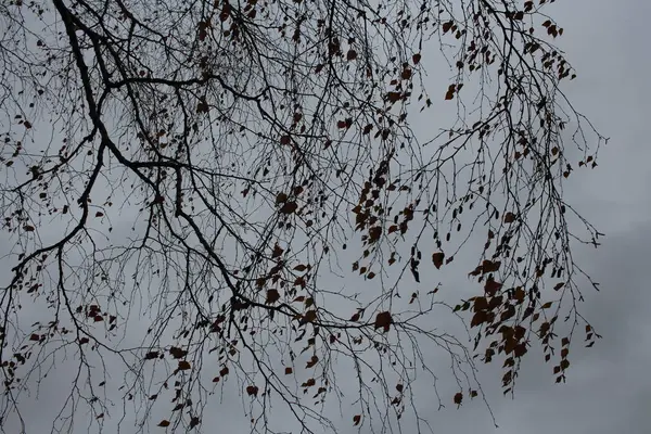 Голые Ветки Дерева Листьев Осенью Фоне Пасмурного Неба — стоковое фото