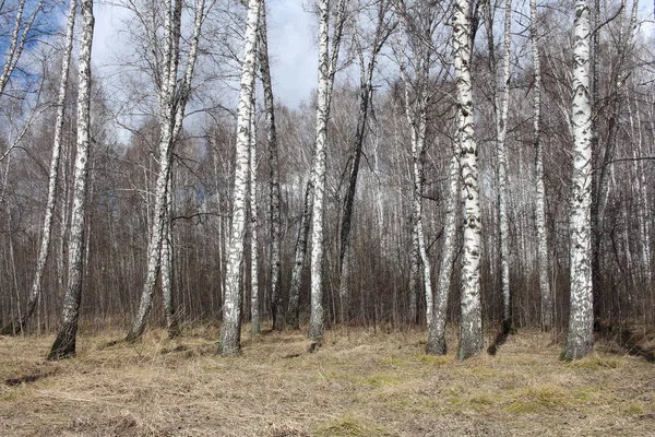 Wiosenny Las Brzozowy Drzewami Kwietniowy Krajobraz Suchą Trawą — Zdjęcie stockowe