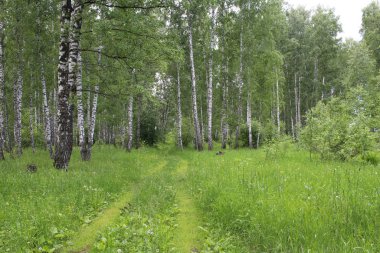 Yazın huş ağaçlarında sık bir ormanda fazla büyümüş çim patikası