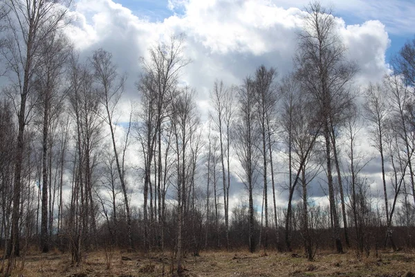 Весенний Березовый Лес Деревьями Апрельский Пейзаж Сухой Травой — стоковое фото